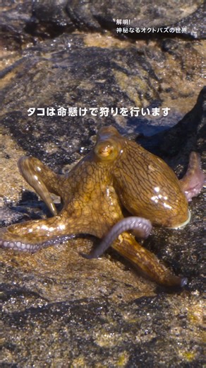 ナショナルジオグラフィック日本版 on Instagram: "ごちそうを求めて、命懸けで陸へ！ ナショナル ジオグラフィック(TV)「解明！神秘なるオクトパスの世界」より @natgeotv_jp 【番組概要】 海には「人間」と同じような特徴を持った動物が生息しています。 知性があり、社交的で好奇心旺盛、穏やかで獰猛。都市を築き、道具を使い、ほかの種と協力して狩りをします。 個性があり、大胆なものもいれば、内気なものもいます。瞬く間に皮膚の色や質感、体形を変え、人間の目に見えない波長も見ることも――。 彼らの正体は「タコ」です。最新の研究により、タコの秘密を解き明かします。(英語ナレーション： ポール・ラッド 『アントマン』スコット・ラング / アントマン役 etc) (ディズニープラスで配信中) 【放送日】 2025.6.19 #SecretsOfTheOctopus #解明神秘なるオクトパスの世界 ＃タコ ＃カニ #ポールラッド #ナショジオ #ナショナルジオグラフィック #NationalGeographic #ディズニー"