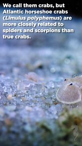1.7K views · 25 reactions | Horseshoe crabs aren't actually crabs!? 勞 Despite their name, these prehistoric arthropods are actually more closely related to spiders and scorpions than true crabs. They are also an invaluable research organism. 呂 Read more: https://bit.ly/3GbYPv8 Footage: BioQuest Studios | Marine Biological Laboratory | Facebook