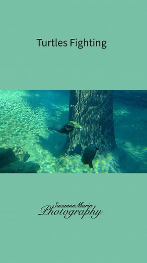 Turtles fighting underwater. (no sound) #turtles #turtle #turtlesofinstagram #florida | Suzanne Torres
