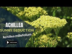 Sunny Seduction Yarrow | Achillea Millefolium | TinyLeaf