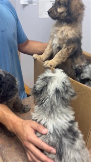 CUTENESS BREAK!!!! This liter of Aussie and Poodle puppies came to visit us! Puppies will calm your jangled nerves! These lovely puppies all have a home. :) | Mt. Bachelor Veterinary Hospital