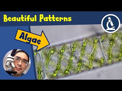 🔬 Where to find beautiful ALGAE with spiral chloroplasts | Amateur Science