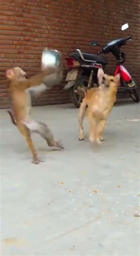 Naughty Monkey Steals Dog’s Food 😂 | Dogs Chase Monkey | Funniest Animal Video