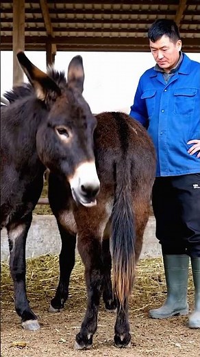 Donkeys live among donkeys and horses 769
