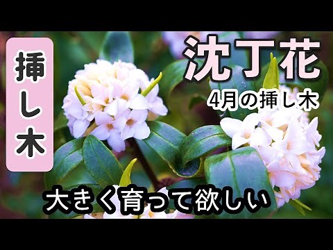 Daphne Cuttings (April): From Propagation to Planting Out After One Year