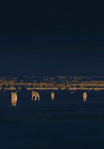 The Secret Lives of Big Cats S01:E04 - The Secret Lives of Lions