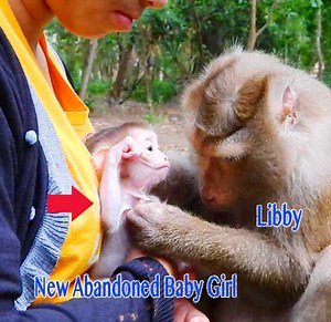 107K views · 1.9K reactions | So Great Libby Comfort Grooming New Abandoned Baby Girl Staying In The Chest Of KT So Sweetheart | Monkey Daily TV | Facebook