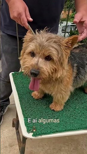 The Secret Behind the Norwich Terrier's Unique Double Coat #pets #dog #norwichterrier #petlover