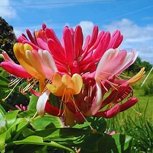 Climbing Honeysuckle Plant Live, Fragrant Honeysuckle Plants Vine Bushes in 2.5 Inch Pot, Pink Yellow Honeysuckle