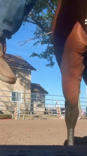 Lucky Lil Trick - 2023 Stallion by Tricked out Spook, prepping for his first show in a few weeks! #stallion #ranchhorselife #fypシ゚viralシfypシ゚ #horses | Blevins Family Performance Horses