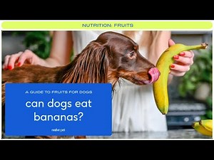 Can My Dog Eat Bananas? | Bananas for Dogs | Is Banana Good for Dogs? | Are Bananas Safe for Dogs?