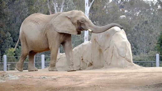 Why this circus elephant’s story left such a lasting impact