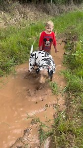 💦Splish, Splash, Splosh!💦 A regular day 🌍 in the lives of Bleu and Angelo - Muddling around and making memories! 🎵🐾 & reliving the fun of 'Daydream Believer' Monkee-style ✨ 👉Special thanks to DallyAi .com Free software. 📱 https://www.facebook.com/Dalmatianspot/reels #DaydreamBeliever #quoteoftheday #dalmatian #doglovers | Dalmatian Spot