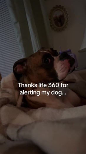 Life360 Super Bowl Commercial: Dog Waking Moment