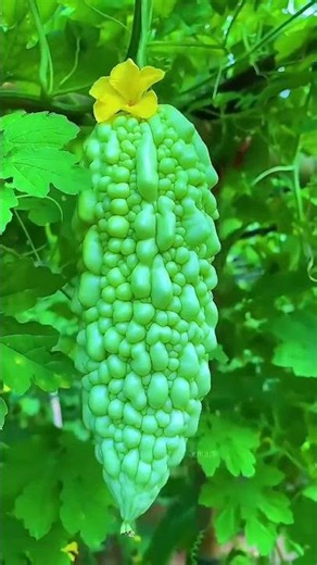 Fresh Fruit & Veggie Vibes 🍏🥬Nature’s Morning Freshness 🌿🍑Sunrise Fresh Fruits & Vegetables 🌅🍆