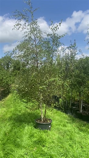 Tree Farm (@tree.farm1)’s videos with Brewing Up a Storm - The Stunning