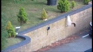 Cats kill birds by the million, as well as rodents and other wildlife. It's a giant problem. | Get Wild