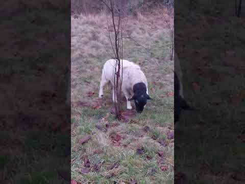 Schafe Dorper. Послушные овцы, чистопородный Дорпер.