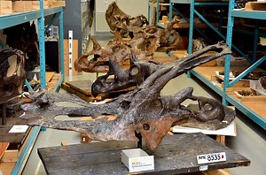 Palaeobiology Collections - Canadian Museum of Nature