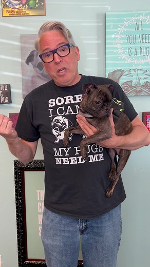 17K views · 1.6K reactions | Meet our newest arrival…… Millie!!!!! | Pacific Pug Rescue | Facebook