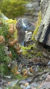 Vertical footage of pair of bank voles standing by a big tree trunk fighting on a sunny day