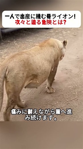 一人で出産に挑む母ライオン！ 次々と迫る危険とは？ #ライオンの生態 #野生の世界 #アフリカ #動物ドキュメンタリー #自然界