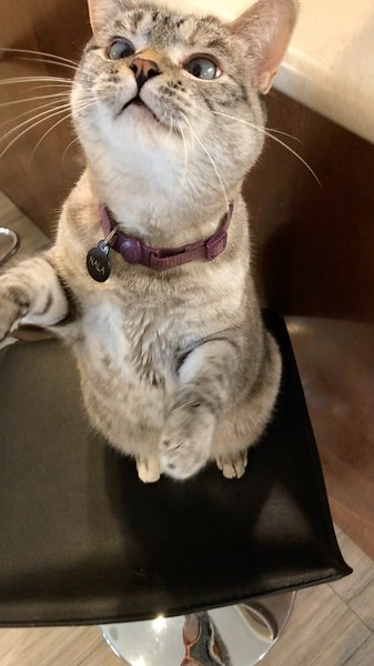 Nala Cat ™ on Instagram: "Curious ☺️ #meow #cute #catsofinstagram #cats"