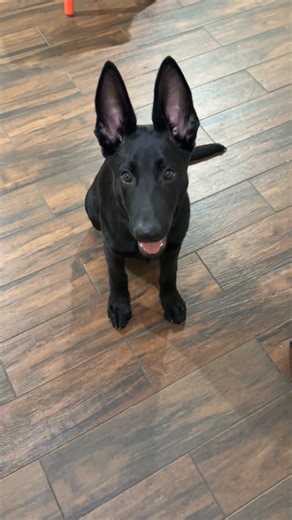 Odin Caesar X Atila Litter | Czech German Shepherds of East Texas