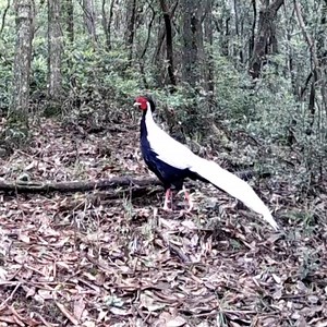 23K views · 837 reactions | Three silver pheasants under national second-class protection were recently captured by infrared camera at a nature reserve in Chongqing. The video confirmed the existence of silver pheasants in this area for the first time, laying a solid foundation for research of the living conditions of the species and the local natural environment. #EcoFuture | China Plus Culture | Facebook