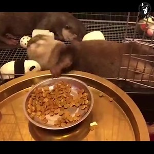 4.3K views · 141 reactions | Lazy Pets  | Cute Pets | Facebook