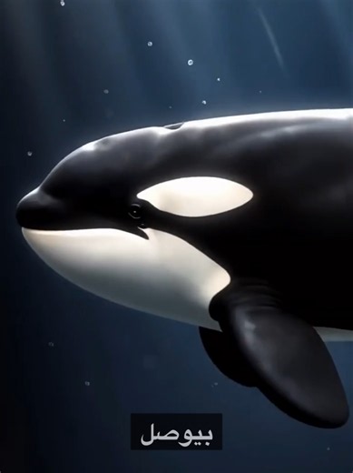 السبب الغريب وراء حركة الأوركا صعودًا وهبوطًا في الماء! 🐋 #Orca #KillerWhale #MarineLife #OceanFacts #Wildlife