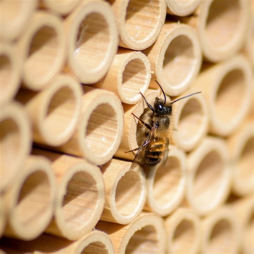 How to replace the nesting tubes in your BeeHome