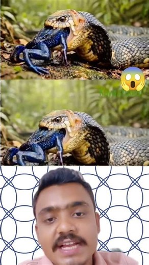 cobra snake vs frog 🐸