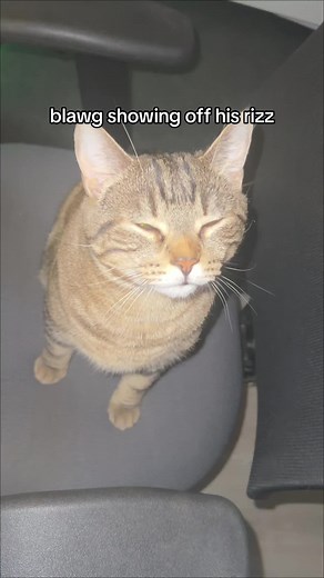 Smooth Cat TikTok Compilation