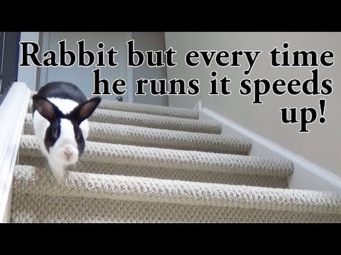 Rabbit coming when called but every time he runs it gets 25% faster