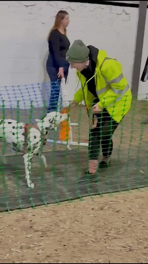 Last night we wrapped up our autumn beginners course 🍁🎾 We can’t believe four weeks have gone so quick. Time flies when you’re having fun 🤩 | Lichfield Flyball Club