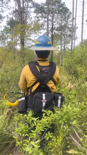 In this video, Caleb uses the pyroshot to ignite heavy fuels within a burn unit too thick to ignite with a drip torch. The pyroshot is a device similar to a paintball gun that uses CO2 to shoot “dragon eggs” that contain 3 grams of potassium permanganate. Ethylene glycol is injected into a dragon egg ball directly prior to shooting, creating an exothermic reaction that makes the ball combust and ignite the fuels where it lands. #OrianneSociety #CalebGoldsmith #LightingaMatch #prescribedfire #rxb
