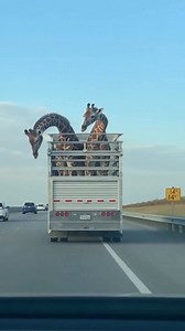 137K views · 1.1K reactions | Giraffes' Bridge Challenge! Giraffes duck under a highway bridge! #fblifestyle #AI Generated using Kling AI . . . (For entertainment purposes only. Consult professionals if guidance on activities is presented. No brand affiliation is implied if any are shown. If inspired by true events, creative adaptations may be included. Content may include public footage.) | Fabiosa Life | Facebook