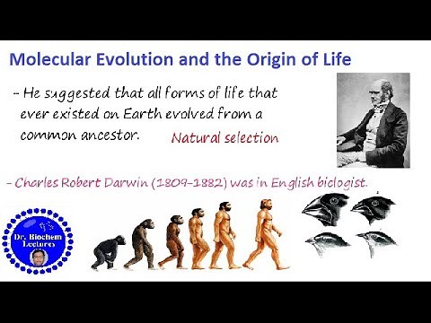 Origin of Life: Molecular Evolution and rise of living system