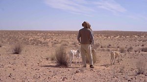 Sloughi Dogs Arabian Greyhound North African Stock Footage Video (100% Royalty-free) 1070808904 | Shutterstock