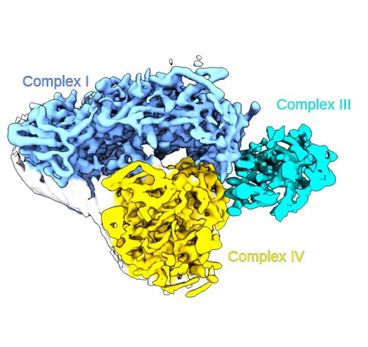 New structural insights reveal how human respiratory chain complexes assemble