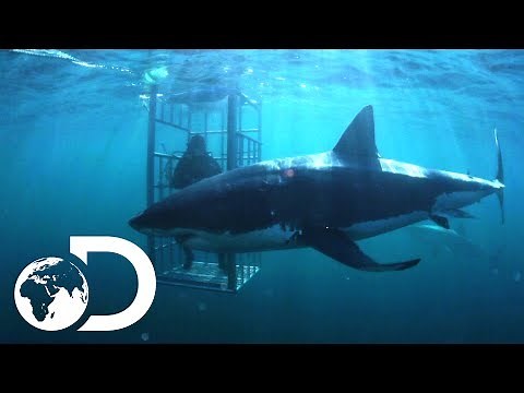 The Mango Taniwha | Lair Of The Mega Shark