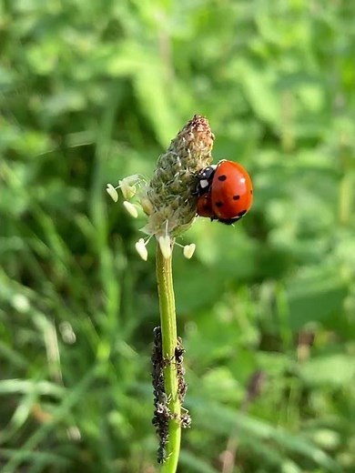 Formiche, afidi e coccinelle su Plantago lanceolata