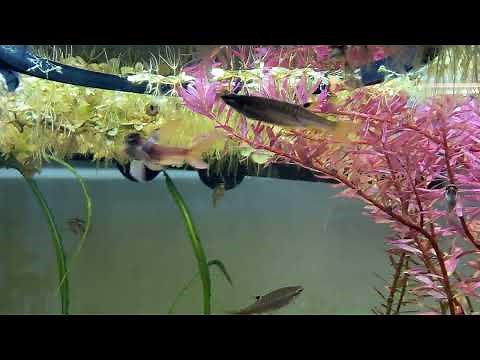 Copella Arnoldi (splash tetra) spawning in the community tank.