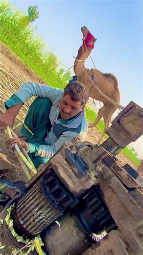 Juicernce Machine Operates Jaggery Make Help Camel #shortsviral #jaggery_trend #shorts