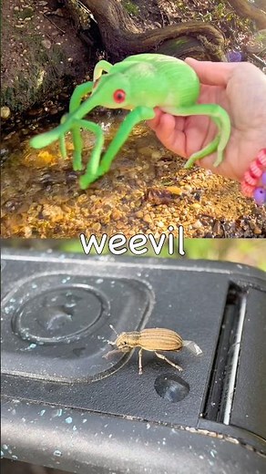 Bug Insect Names | Kids Learn by the Branch: Weevil Dragonfly Stink Bug Spider Slug
