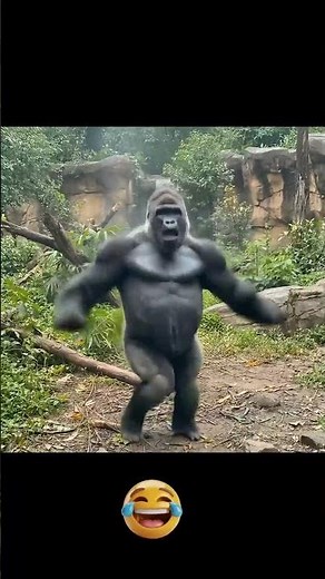 Dancing Gorilla Has Better Moves Than You! 😂