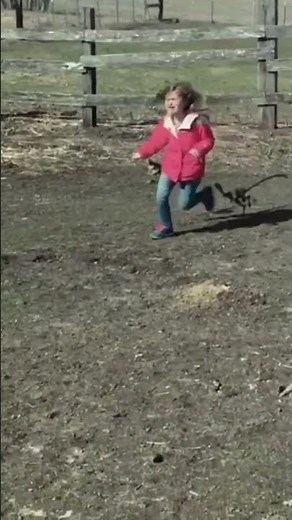 Compsognathus, Battle at Big Rock.