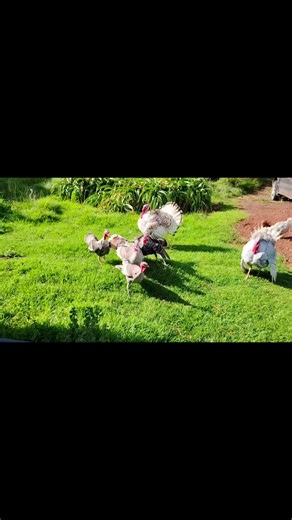 Exploring Poultry Farming in Turkey