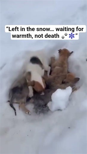 Cold ground. Tiny bodies. Broken hearts.